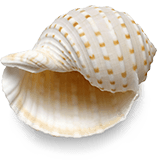 shell